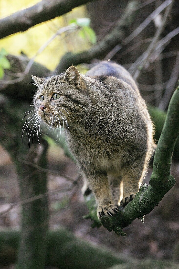EUROPEAN WILDCAT felis silvestris, ADULT STANDING ON BRANCH
