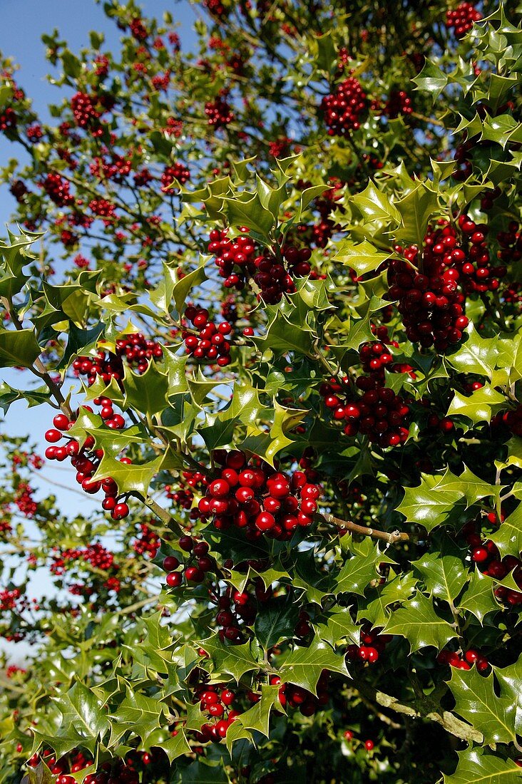 EUROPEAN HOLLY ilex aquifolium WITH RED BERRIES, NORMANDY IN FRANCE
