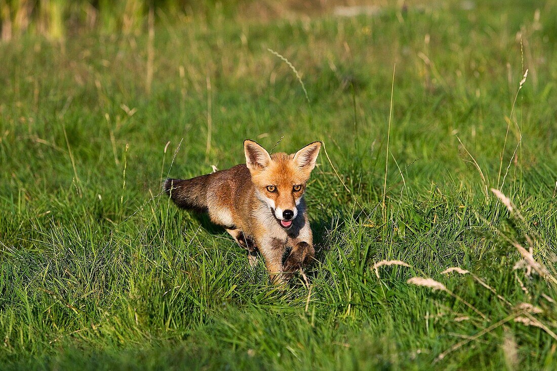 RED FOX vulpes vulpes, ADULT STANDING ON GRASS, NORMANDY IN FRANCE