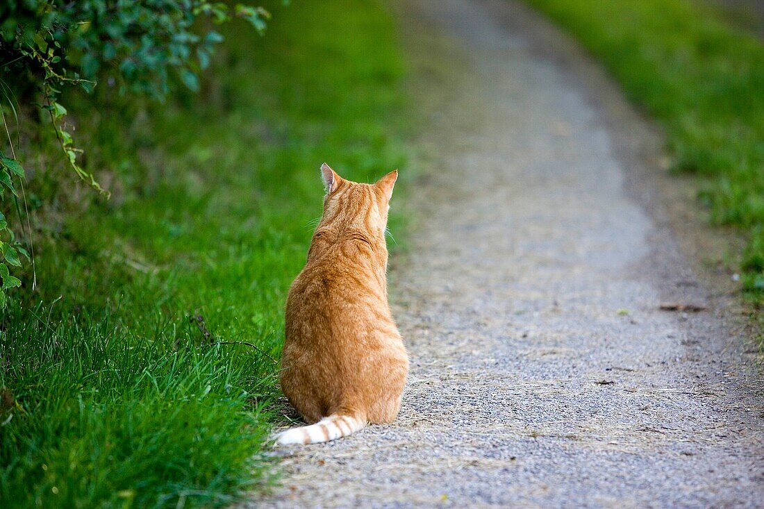 RED TABBY DOMESTIC CAT, MALE SITTING ON PATH