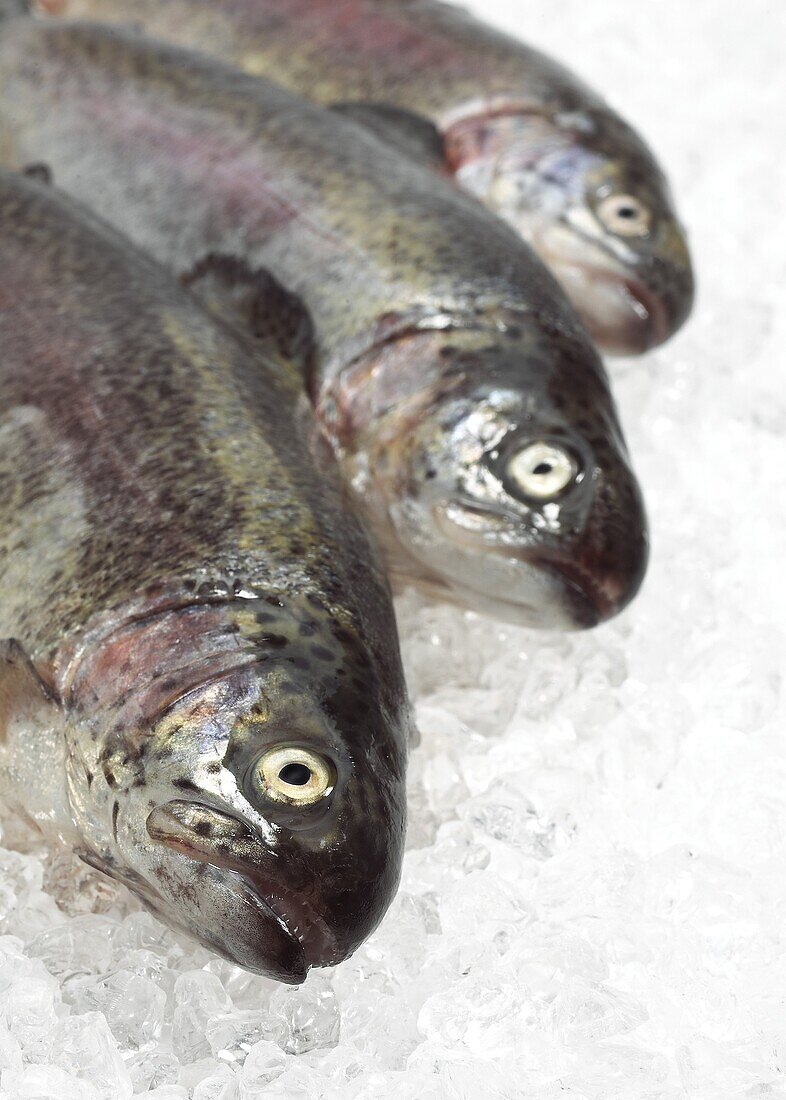 FRESH RAINBOW TROUT salmo gairdneri ON ICE