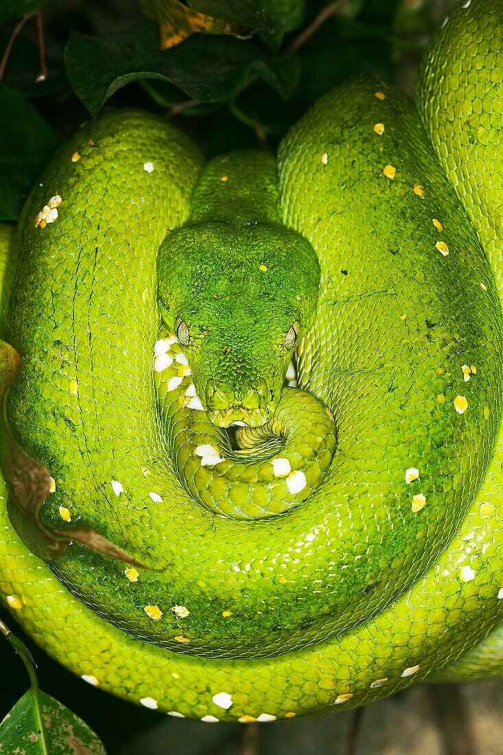 GREEN TREE PHYTON morelia viridis, ADULT