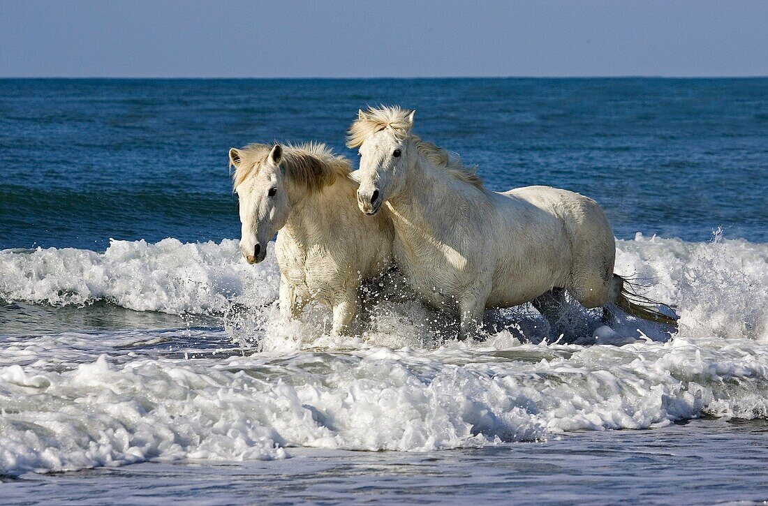 CAMARGUE HORSE, PAIR STANDING ON BEACH, SAINTES MARIE DE LA MER IN THE SOUTH OF FRANCE