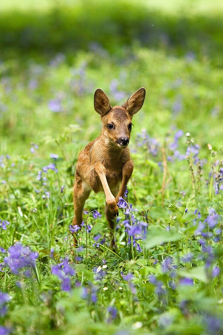 ROE DEER capreolus capreolus, FAWN WITH FLOWERS, NORMANDY