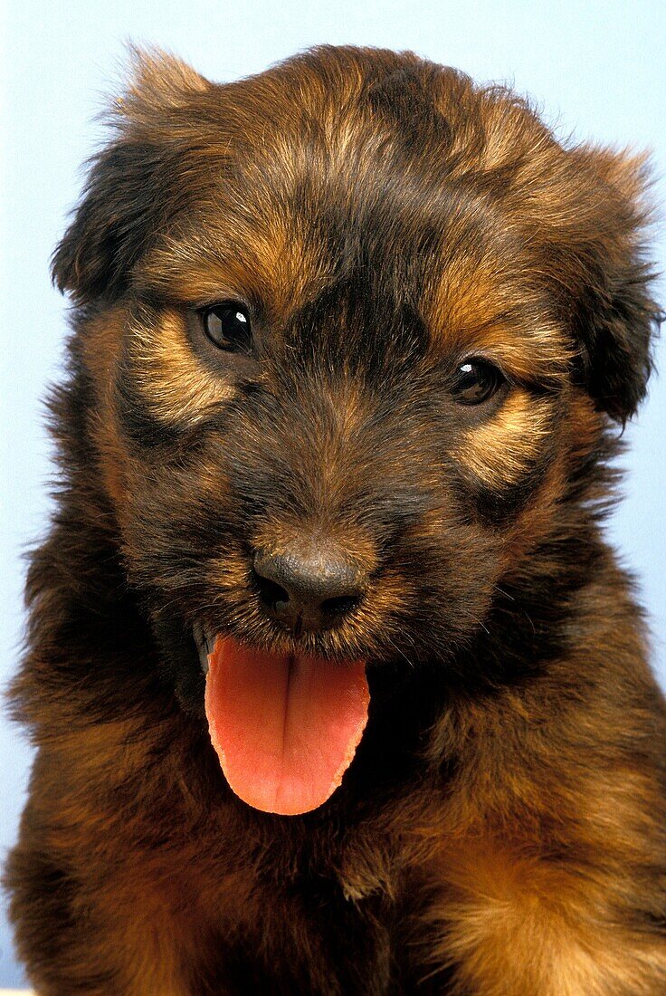 BRIARD DOG, PORTRAIT OF PUP WITH TONGUE OUT