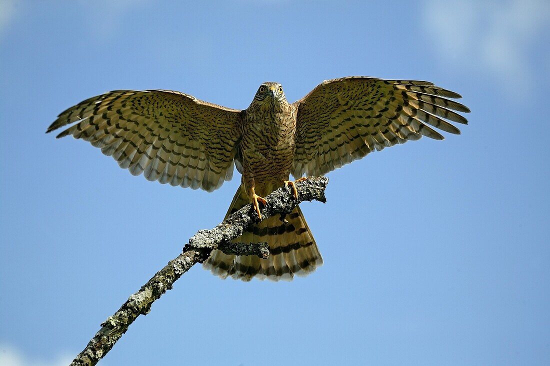 EUROPEAN SPARROWHAWK accipiter nisus, ADULT TAKING OFF FROM BRANCH
