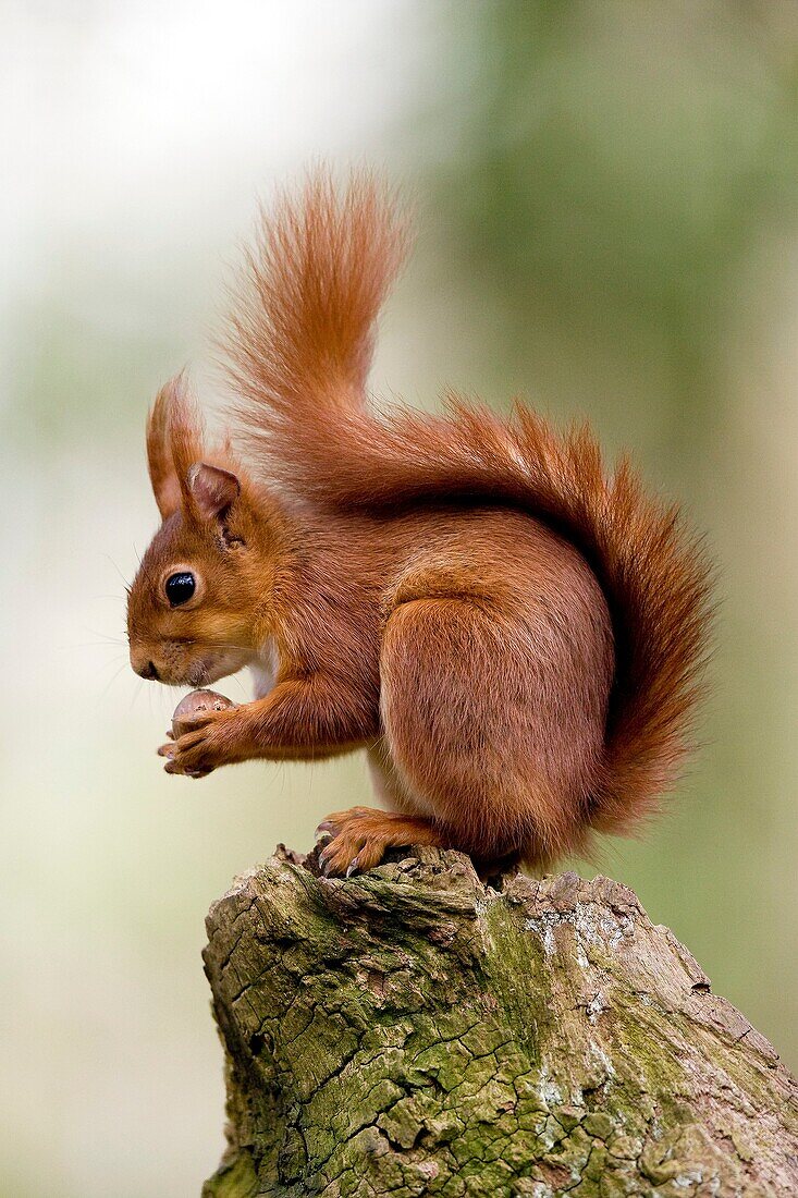 RED SQUIRREL sciurus vulgaris, ADULT EATING HAZELNUT, NORMANDY