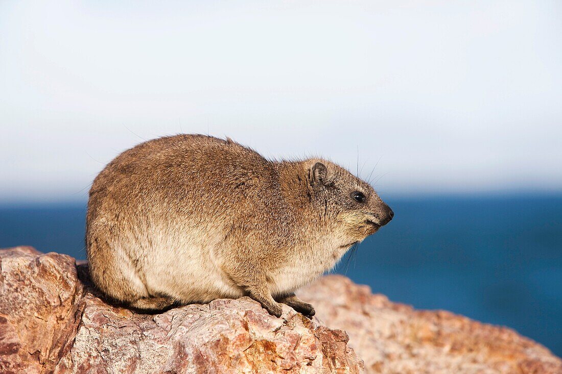 Rock Hyrax or Cape Hyrax, procavia capensis, Adult standing on Rock, Hermanus in South Africa