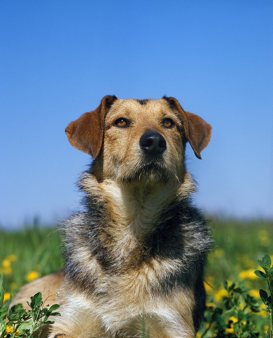 Domestic Dog, Portrait of Adult