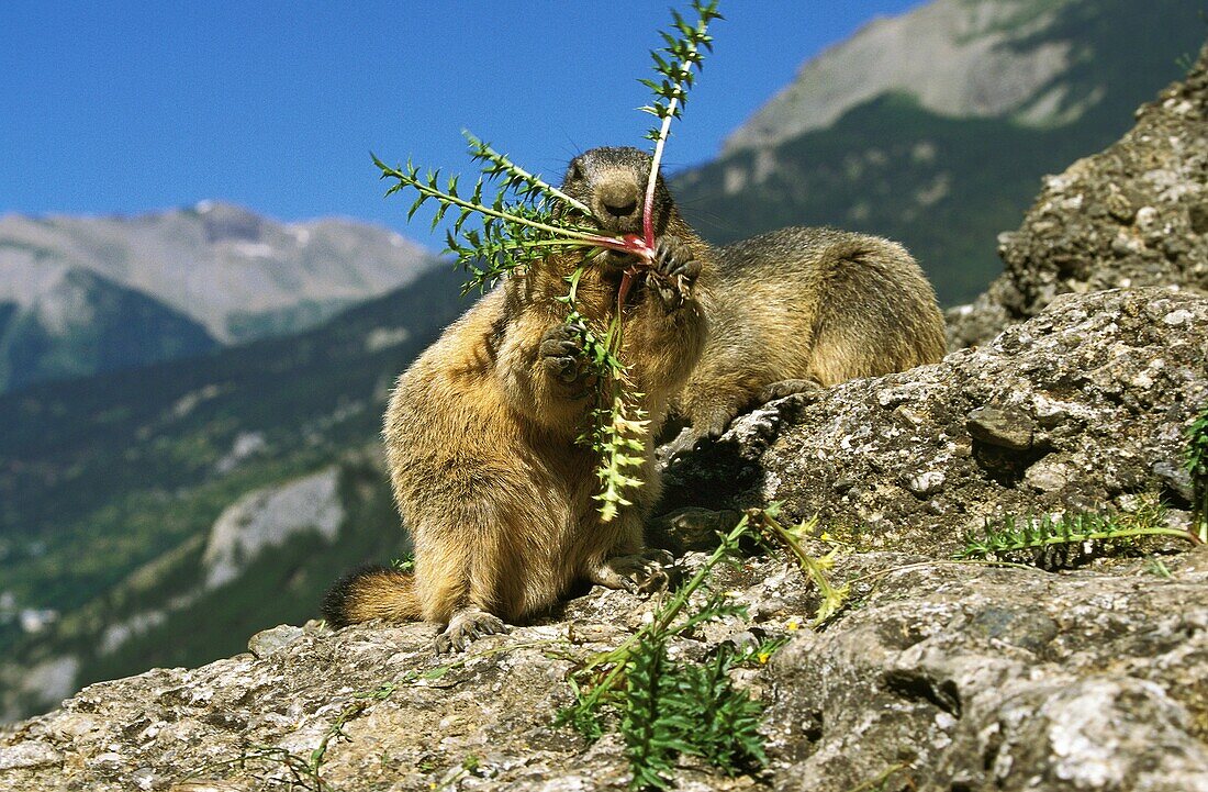 Alpine Marmot, marmota marmota, Adult eating Dandelion, French Alps