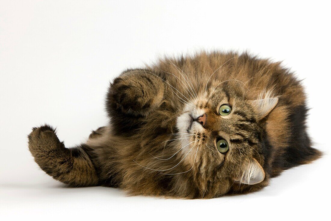 Angora Domestic Cat, Male Laying Down against White Background