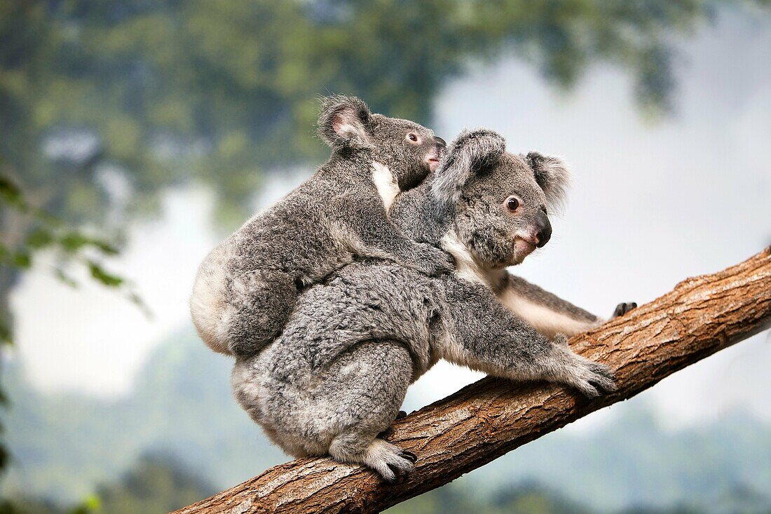 Koala, phascolarctos cinereus, Female carrying Young on its Back