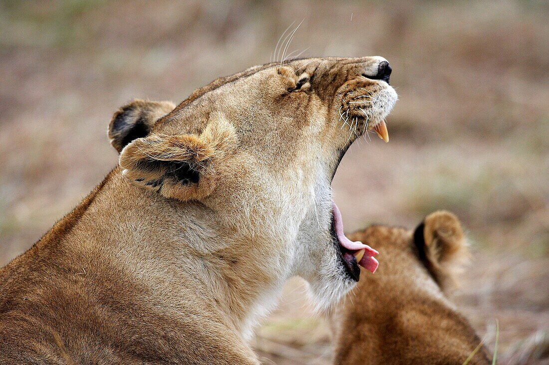 African Lion, panthera leo, Female Yawning, Masai Mara Park in Kenya