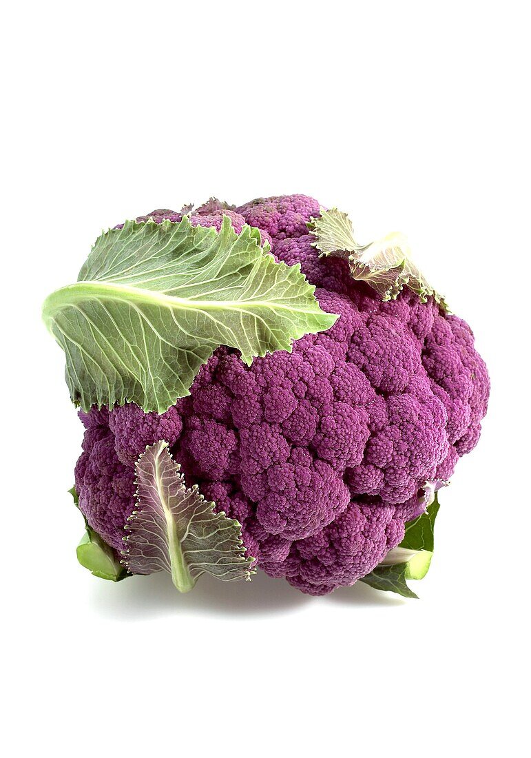 PURPLE CAULIFLOWER AGAINST WHITE BACKGROUND