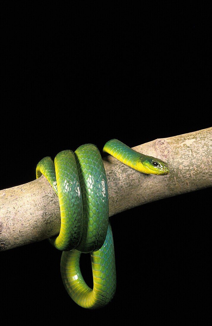 GREEN SNAKE opheodrys major COILED ON BRANCH AGAINST BLACK BACKGROUND