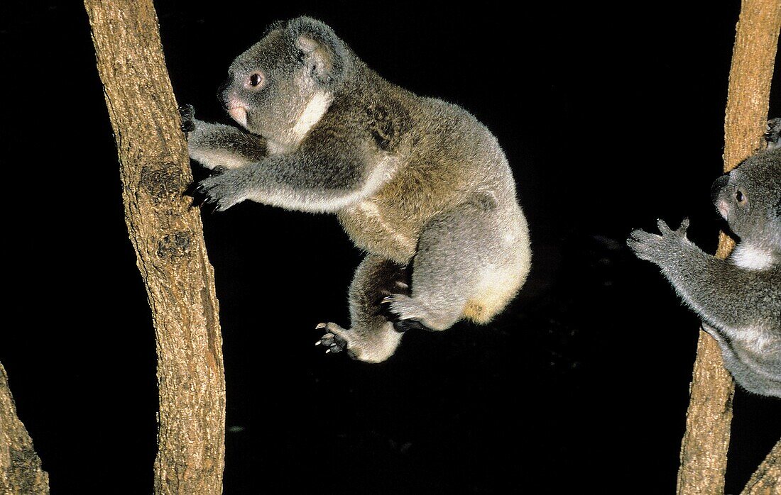 KOALA phascolarctos cinereus, ADULT LEAPING AGAINST BLACK BACKGROUND, AUSTRALIA