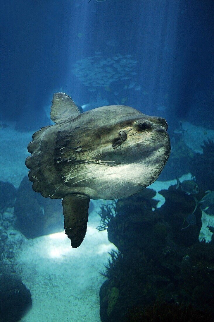 SUNFISH mola mola, CALIFORNIA