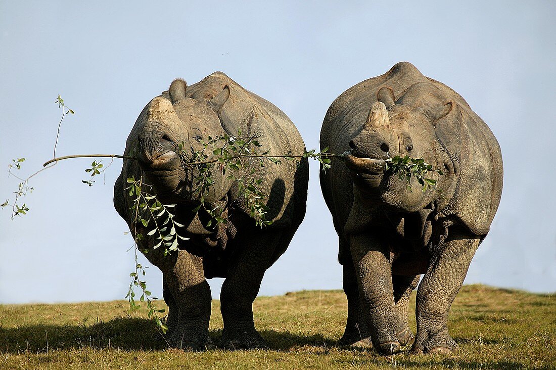 INDIAN RHINOCEROS rhinoceros unicornis, PAIR FEEDING ON THE SAME BRANCH