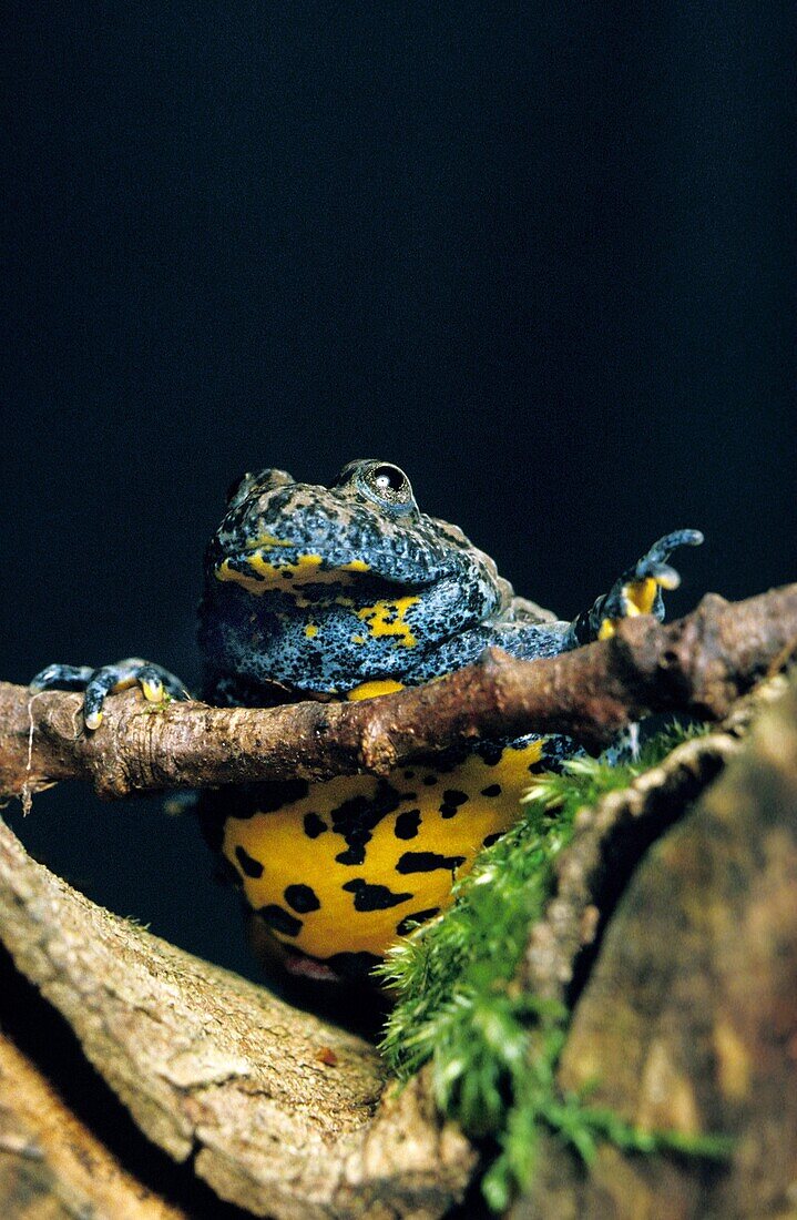 YELLOW BELLIED TOAD bombina variegata