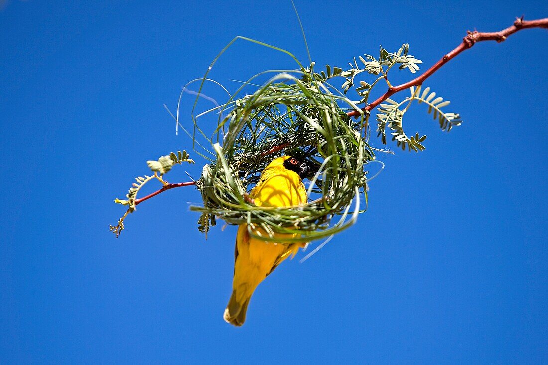 SOUTHERN MASKED-WEAVER ploceus velatus, ADULT BUILDING NEST, NAMIBIA