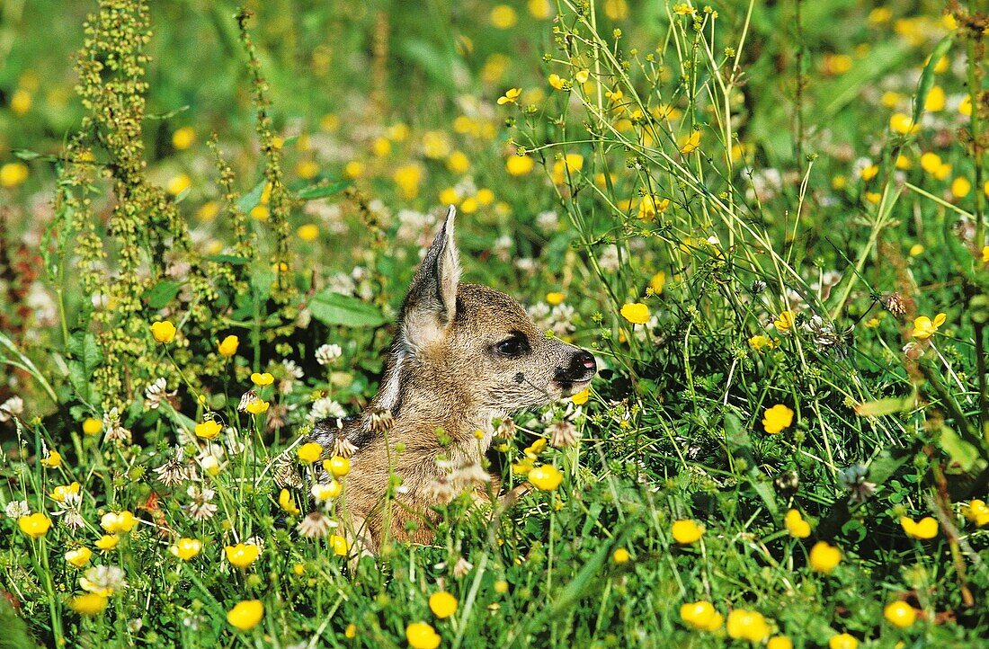 ROE DEER capreolus capreolus, FAWN LAYING DOWN WITH YELLOW FLOWERS, NORMANDY IN FRANCE