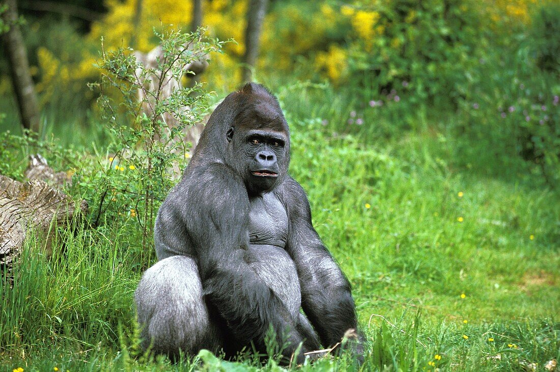 EASTERN LOWLAND GORILLA gorilla gorilla graueri, MALE SITTING ON GRASS