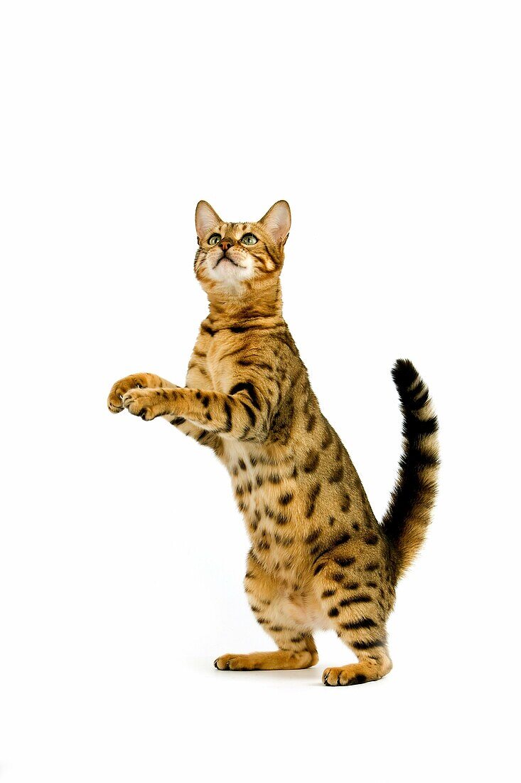 BROWN SPOTTED TABBY BENGAL DOMESTIC CAT, ADULT STANDING ON HIND LEGS