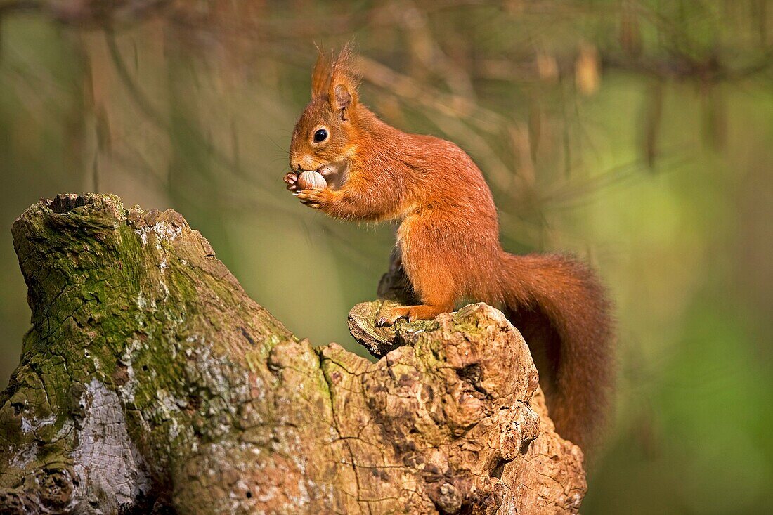 RED SQUIRREL sciurus vulgaris, ADULT EATING HAZELNUT, NORMANDY IN FRANCE