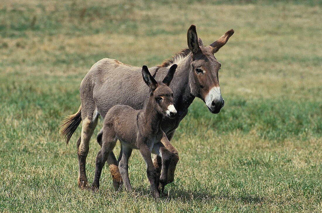 GREY DONKEY, A FRENCH BREED, MARE WITH FOAL TROTTING THROUGH MEADOW