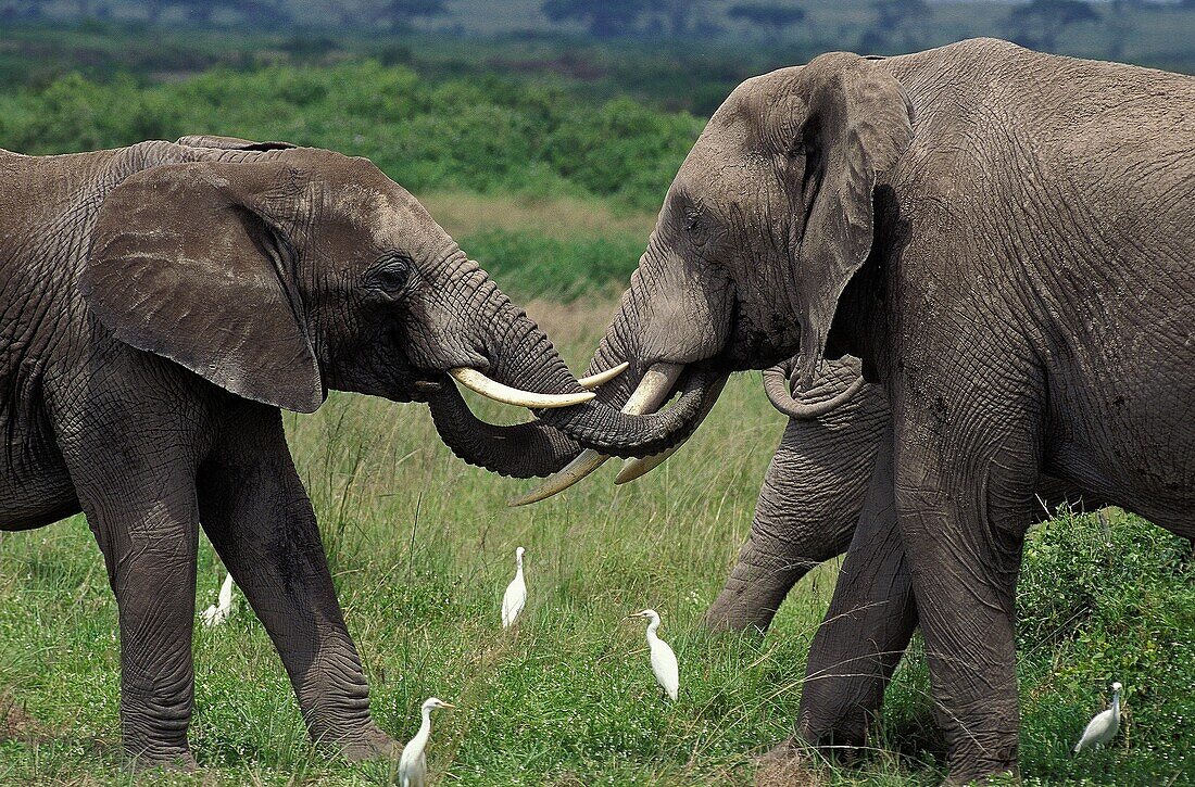 AFRICAN ELEPHANT loxodonta africana, ADULT AND YOUNG PLAYING, CATTLE EGRETS, KENYA