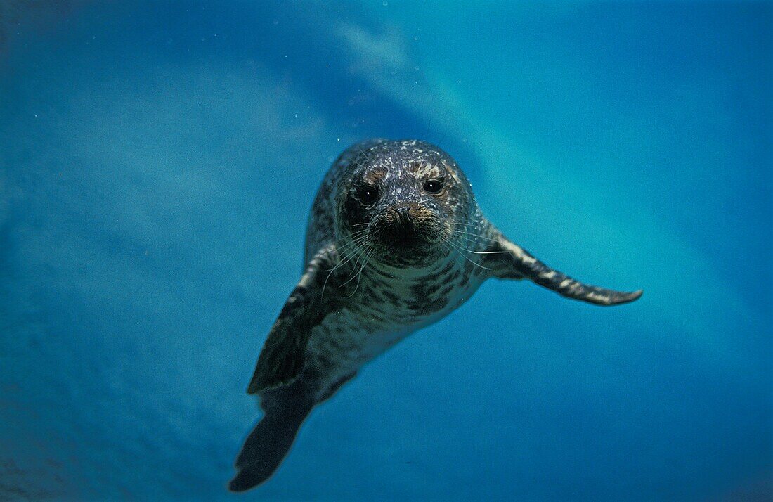 HARBOUR SEAL phoca vitulina, ADULT UNDERWATER, CANADA