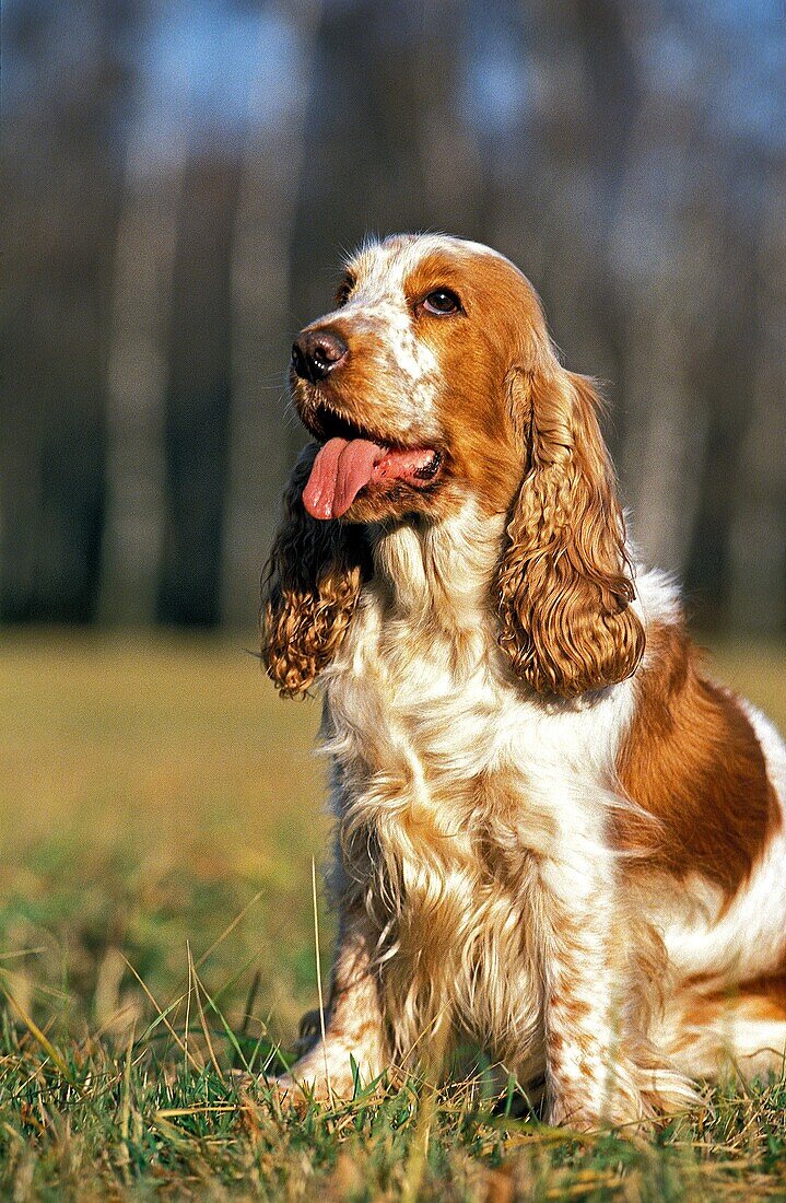 ENGLISH COCKER SPANIEL, ADULT SITTING ON GRASS