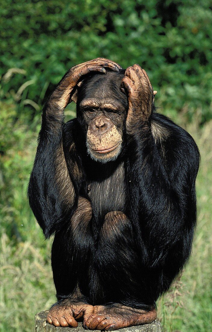 CHIMPANZEE pan troglodytes, ADULT WITH FUNNY FACE, SCRATCHING ITS HEAD