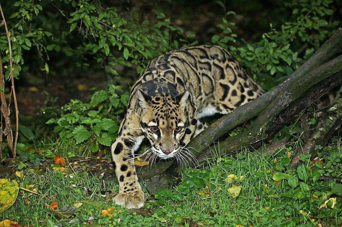 CLOUDED LEOPARD neofelis nebulosa, ADULT