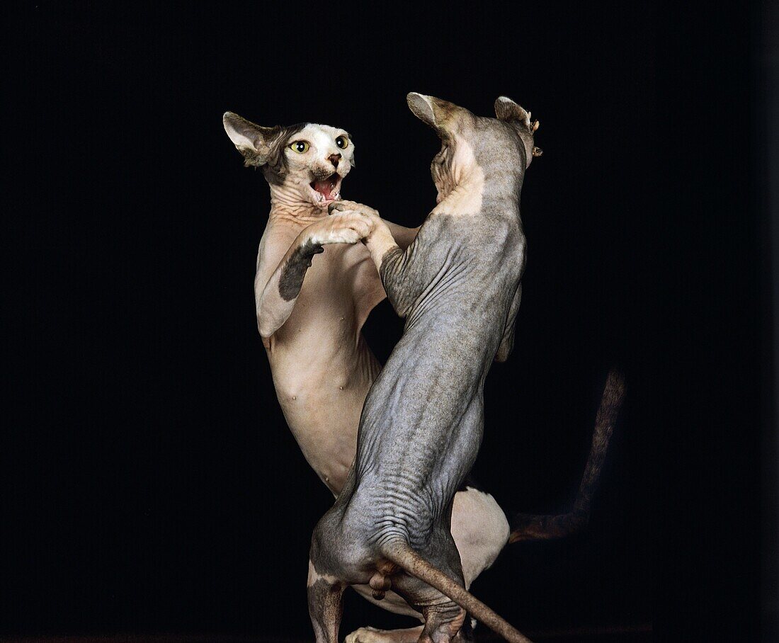 SPHYNX DOMESTIC CAT, CAT BREED WITH NO HAIR, PAIR FIGHTING