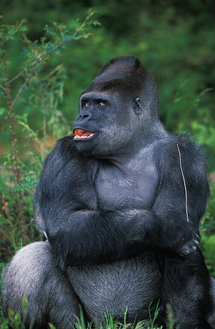 EASTERN LOWLAND GORILLA gorilla gorilla graueri, MALE