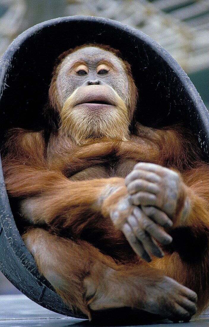 ORANG UTAN pongo pygmaeus, FEMALE, ZOO IN CALIFORNIA