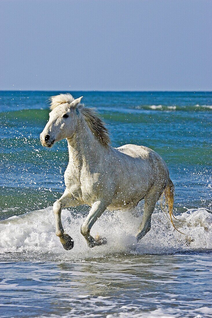 CAMARGUE HORSE, GALOPPING ON BEACH, SAINTES MARIE DE LA MER IN SOUTH OF FRANCE