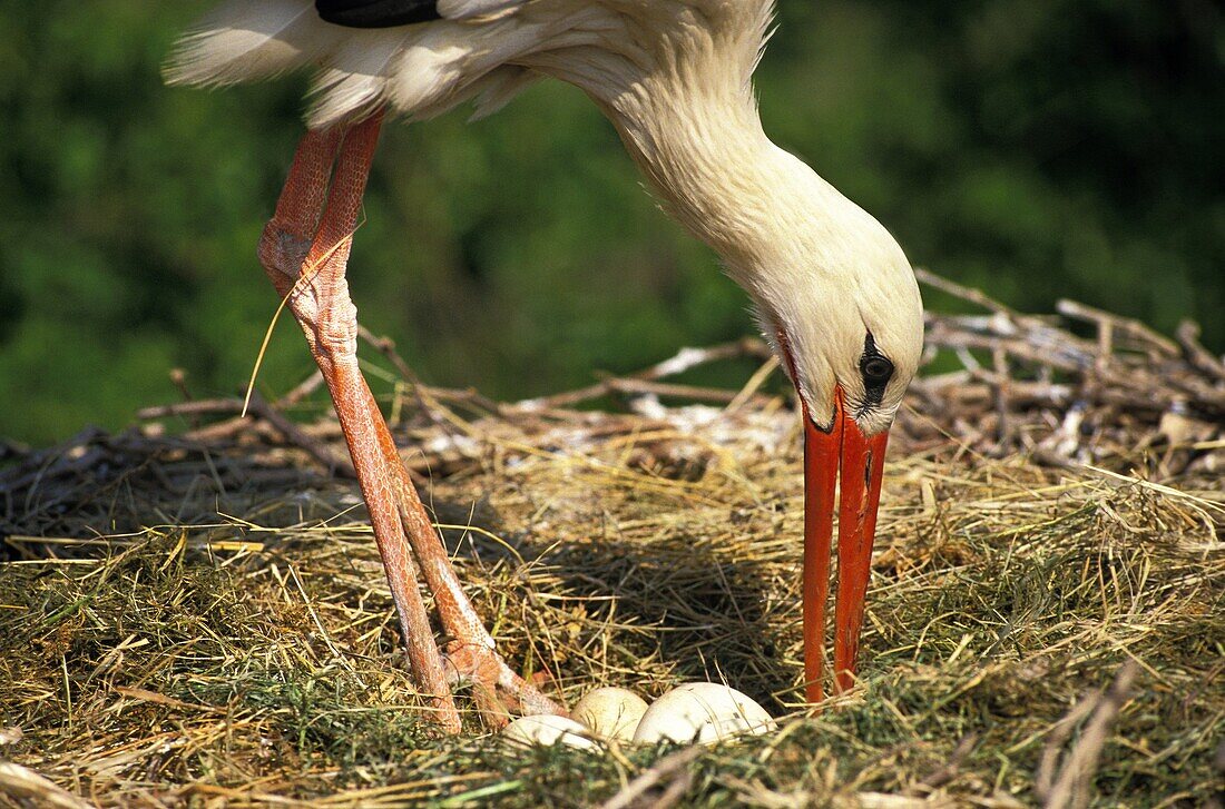 WHITE STORK ciconia ciconia, ADULT LOOKING AFTER EGGS