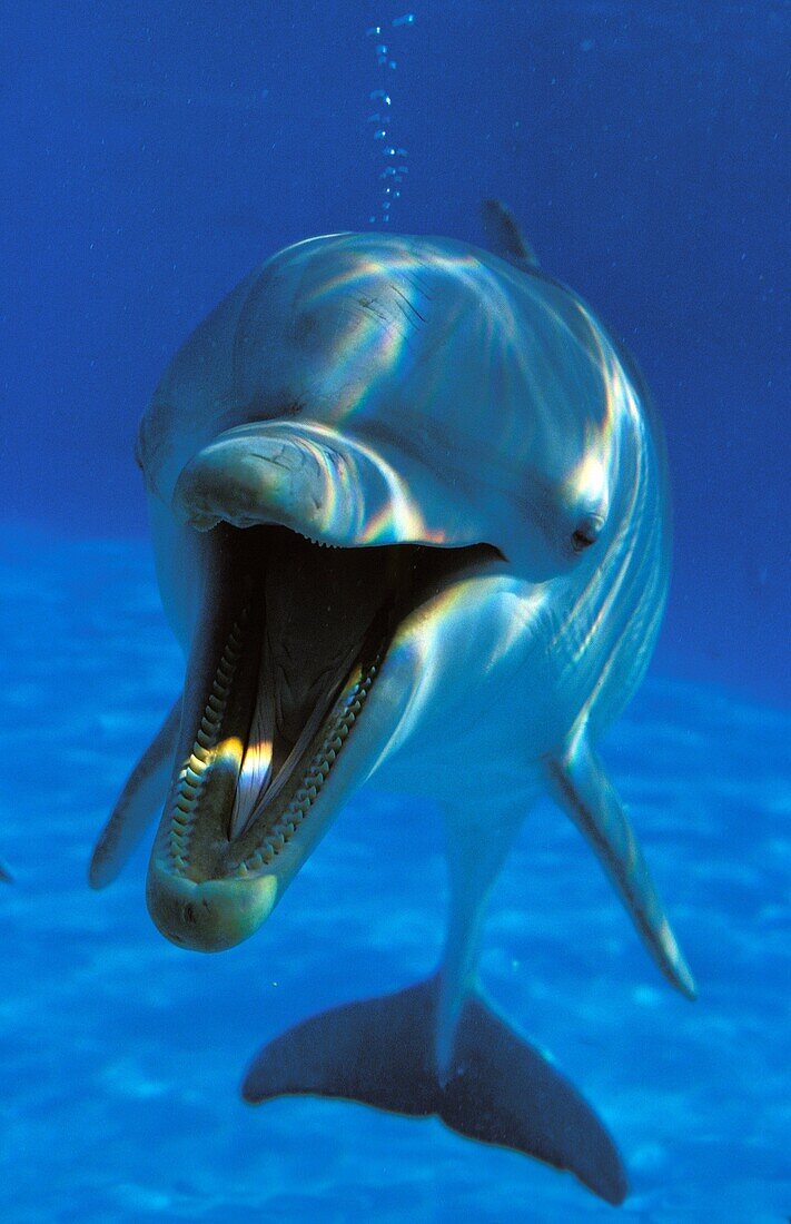 BOTTLENOSE DOLPHIN tursiops truncatus, ADULT WITH OPEN MOUTH, UNDERWATER VIEW