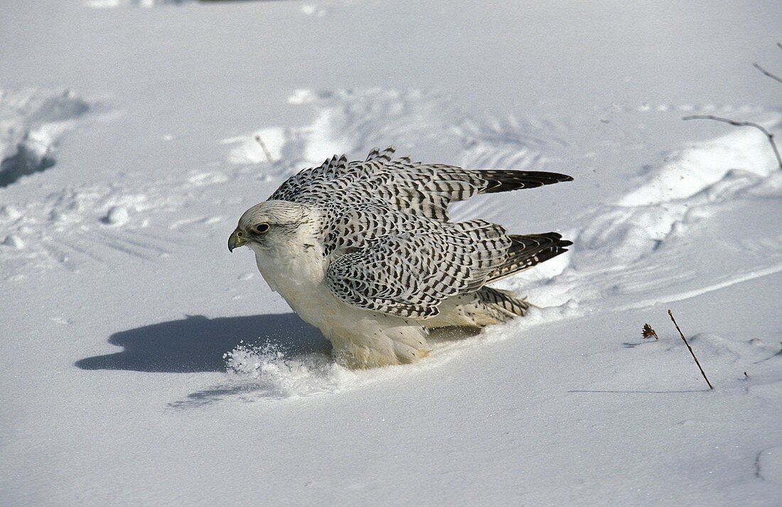 GYRFALCON falco rusticolus, ADULT STANDING IN SNOW, CANADA