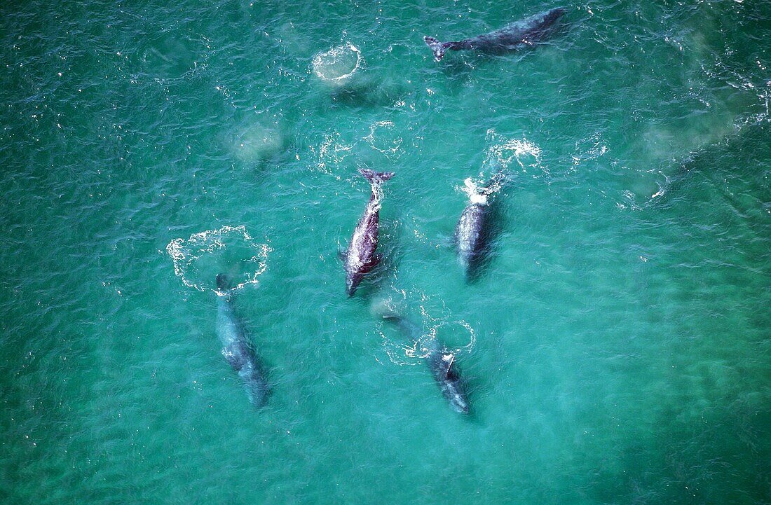 GREY WHALE OR GRAY WHALE eschrichtius robustus, AERIAL VIEW OF GROUPE, BAJA CALIFORNIA IN MEXICO