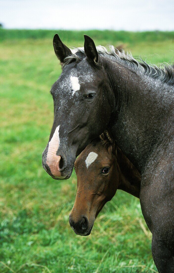 AMERICAN SADDLEBRED HORSE, MARE WITH FOAL