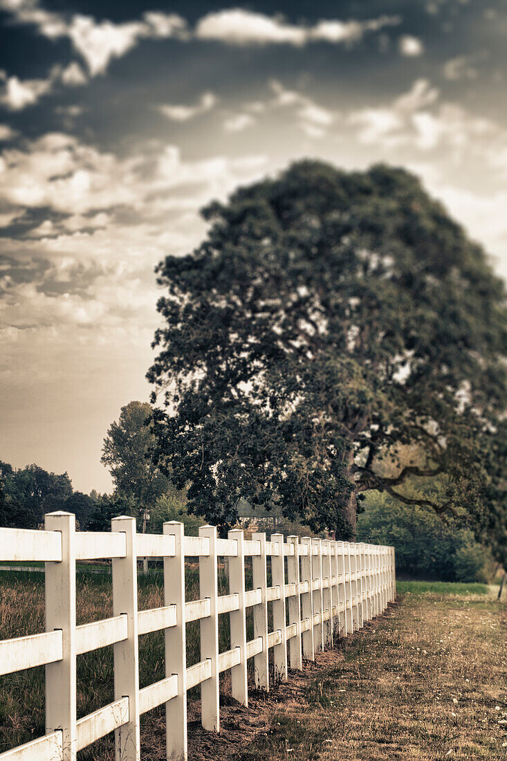 Country fence and oak tree in Willamette Valley, Oregon, USA. Farms and farming., Country fence and oak tree