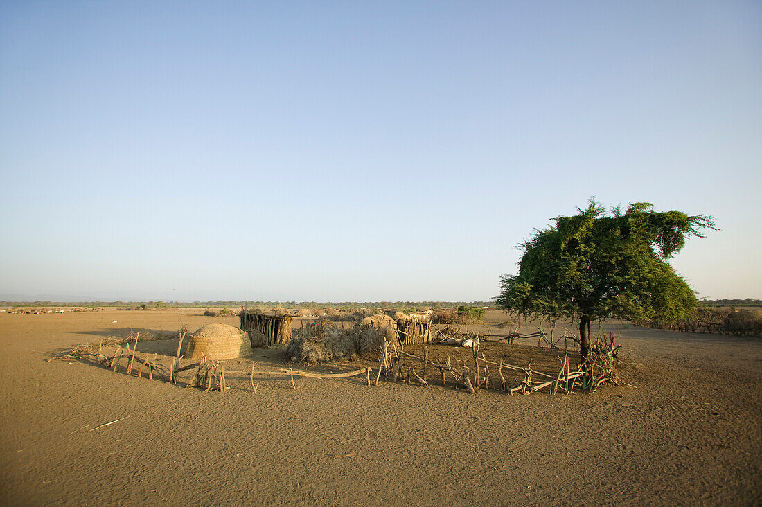 An afar tribal hut. A traditional structure, rondal, round house, made with plant material, thatched, and a stockade. Camels, and livestock fenced into small area. Wood pallisade. Rural life., Awash, Fontale, Ethiopia