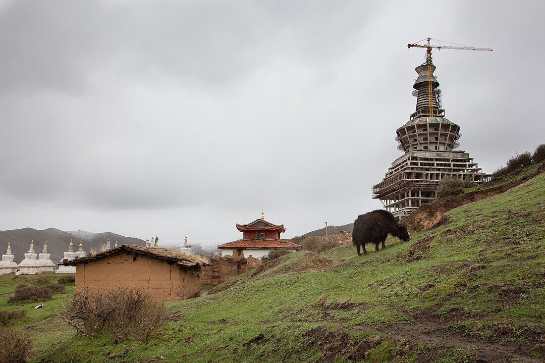 Miwo Gompa, and Buddhist temple, and the World Peace Stupa under construction. A tall crane. Yak grazing. Grassland on hillside., Sichuan in Tibet