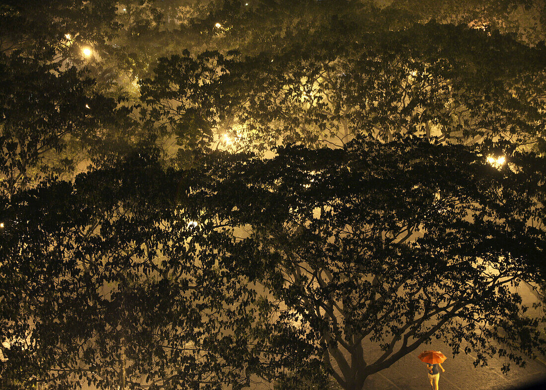 Blick von oben auf Bäume im Salcedo Park bei Regen, Makati City, Manila, Philippinen, Asien
