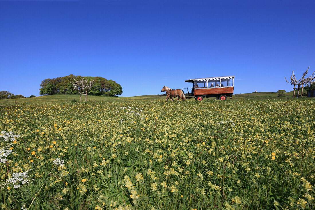 Meadow with blooming rattleweed and horse drawn carriage, Hiddensee Island, Western Pomerania Lagoon Area National Park, Mecklenburg Western Pomerania, Germany, Europe