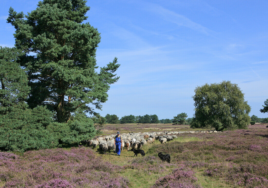 Shepherd with flock of sheep in the moorland, Hiddensee Island, Western Pomerania Lagoon Area National Park, Mecklenburg Western Pomerania, Germany, Europe