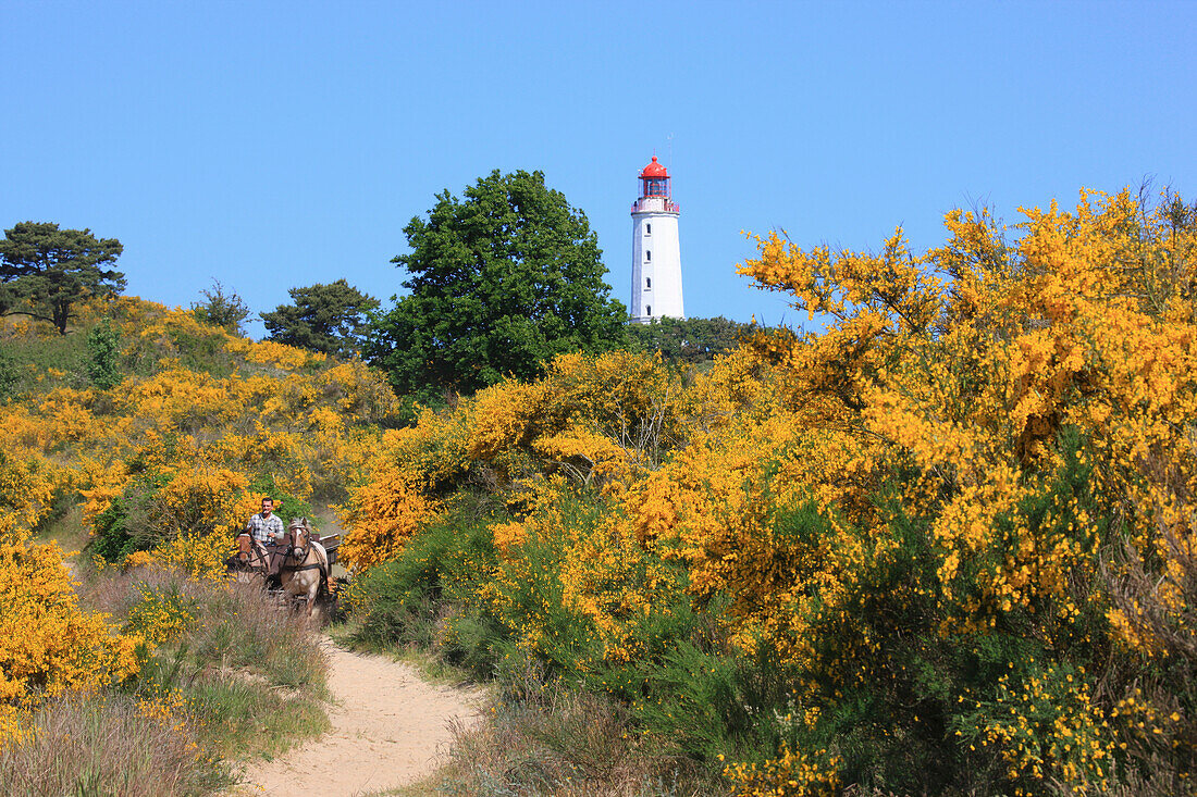 Blooming broom and Dornbusch lighthouse, Hiddensee Island, Western Pomerania Lagoon Area National Park, Mecklenburg Western Pomerania, Germany, Europe